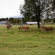 Наши олени подросли
